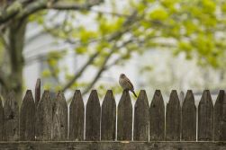 Fence with bird