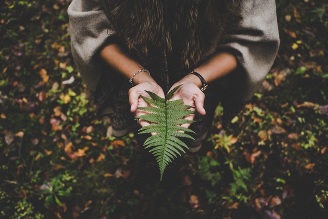 a woman's hands outstretched holding a fern leaf